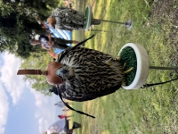carousel_pic